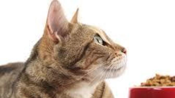 Ucuz kedi maması tavsiyesi verebilir misiniz (kuru mama tercihen) ?