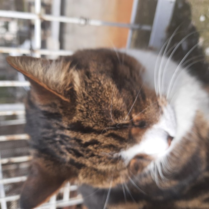 Kedi mamasi yemenin neresi iğrenç?