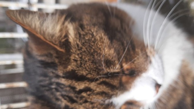 Kedi mamasi yemenin neresi iğrenç?