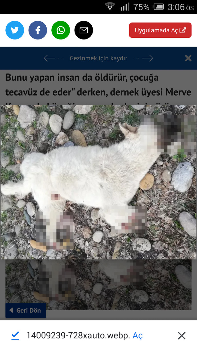 Bir sokak köpeğinin dört bacağını kesip işkence ettiler! İnsanlık nereye gidiyor?