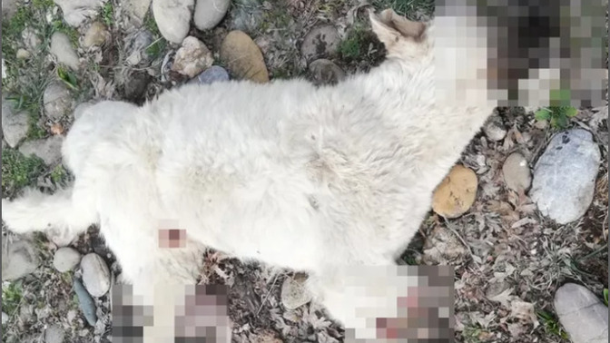 Bir sokak köpeğinin dört bacağını kesip işkence ettiler! İnsanlık nereye gidiyor?