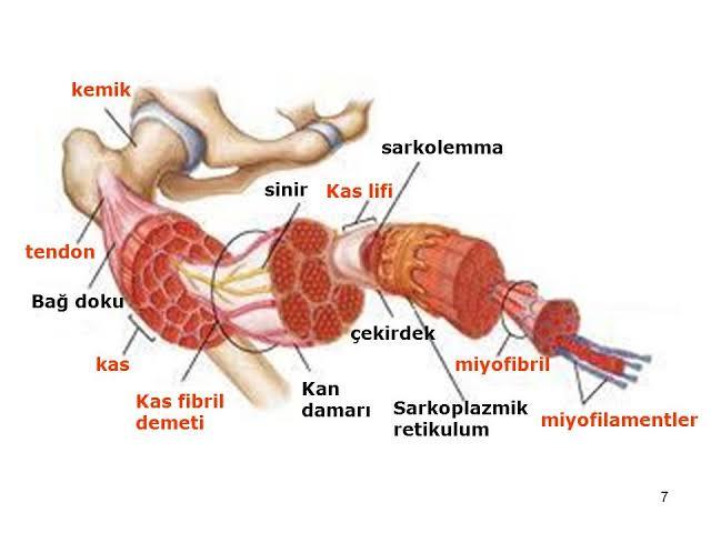 İnsanın vücut katmanı nasıl (detay)?