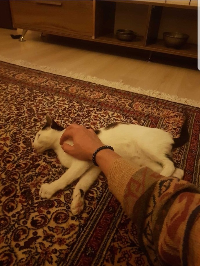 İzmirde yaşıyorum ve 4 tane kedimin yavruları var 6 aylık, sahiplendirebilir miyim?