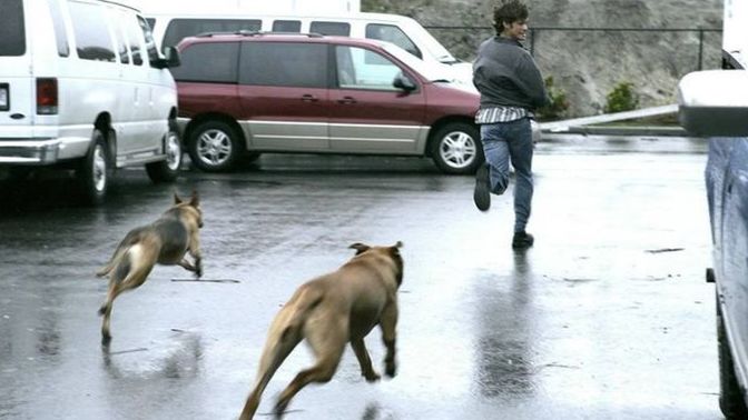 Gaziantep Büyükşehir Belediyesi, köpekle karşılaşınca ne yapılması gerektiğini anlattı! Köpekle karşılaşınca ne yapıyorsunuz?