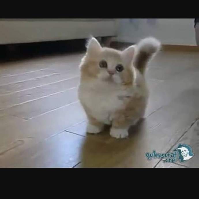 Böyle bir kedicik nereden bulabilirim🥺?