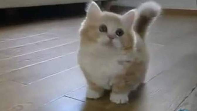 Böyle bir kedicik nereden bulabilirim🥺?
