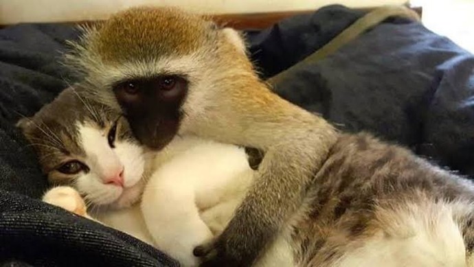Kedi mi, şempanze mi? Hangisi daha tatlı?