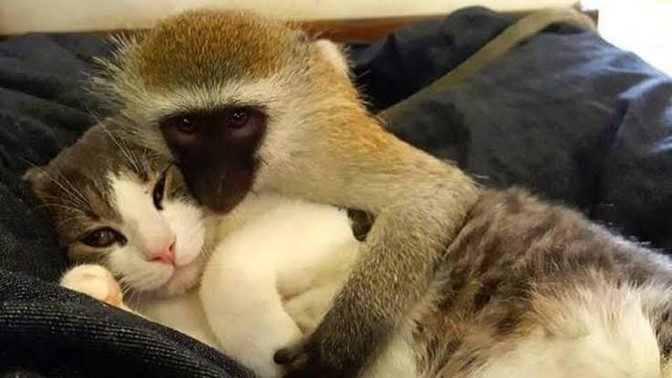 Kedi mi, şempanze mi? Hangisi daha tatlı?