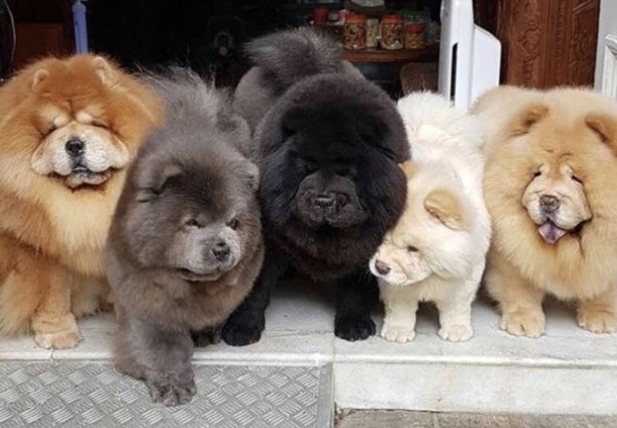 En çok sahiplenmek istediğin köpek cinsi hangisi?