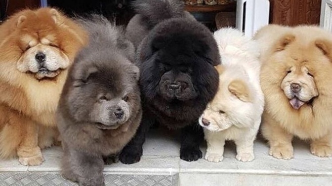 En çok sahiplenmek istediğin köpek cinsi hangisi?