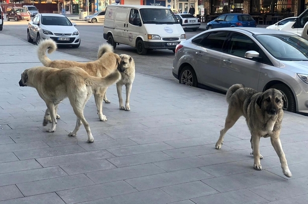 Türkiyenin sorunlarından biri de sokak köpekleri midir?