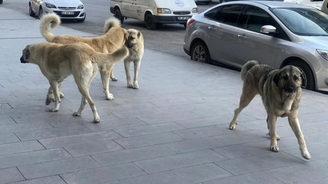 Türkiye'nin sorunlarından biri de sokak köpekleri midir?