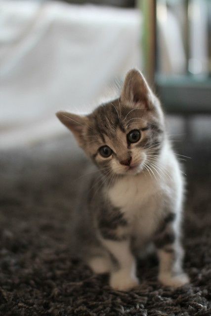 Hayattaki en tatlı şey nedir desem, ne cevap verirsiniz?