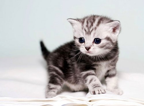 Kedi fotoğrafı bırakır mısınız?