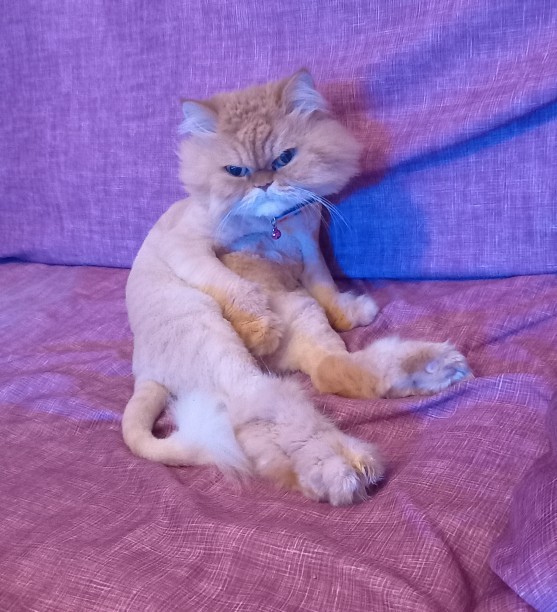 Kedi fotoğrafı bırakır mısınız?