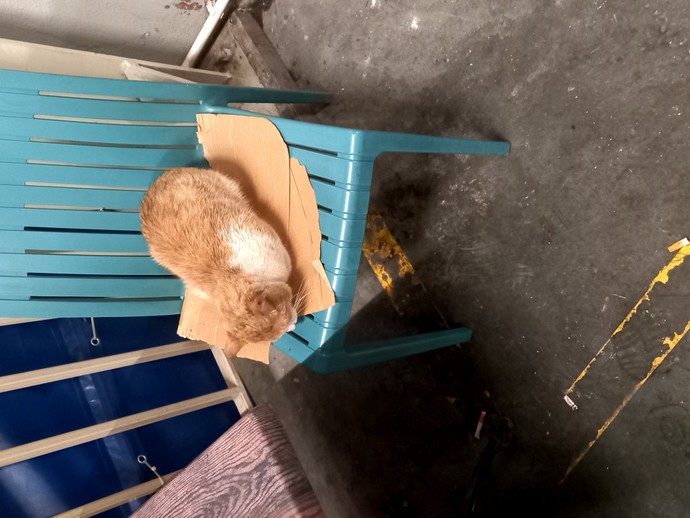 Kedi fotoğrafı bırakır mısınız?