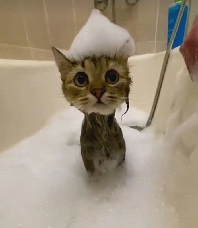 Kedi fotoğrafı bırakır mısınız?