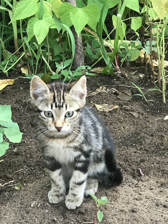 Kedi fotoğrafı bırakır mısınız?