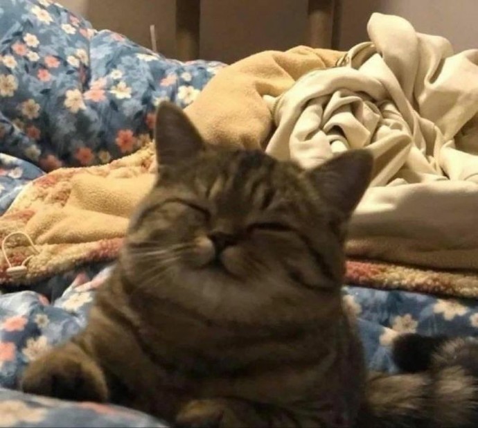 Kedi fotoğrafı bırakır mısınız?