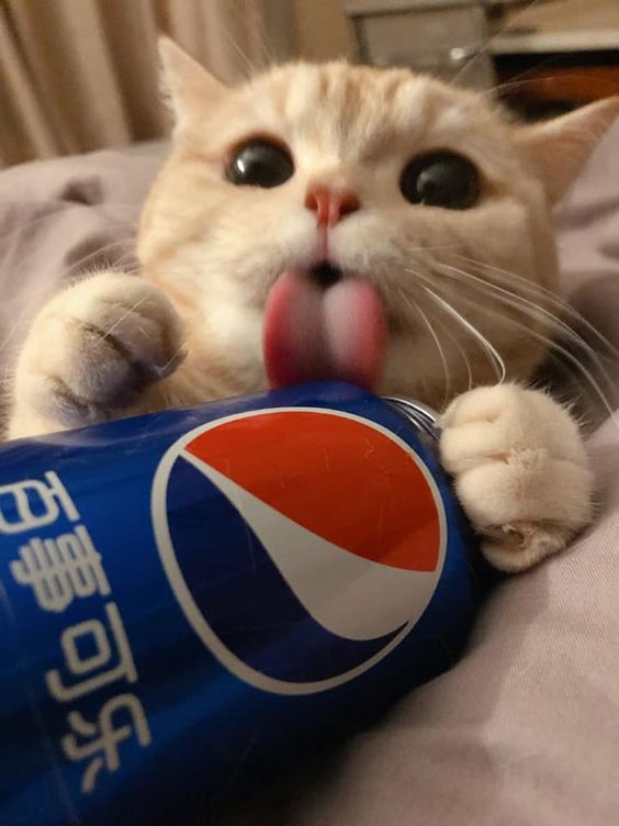 Kedi fotoğrafı bırakır mısınız?