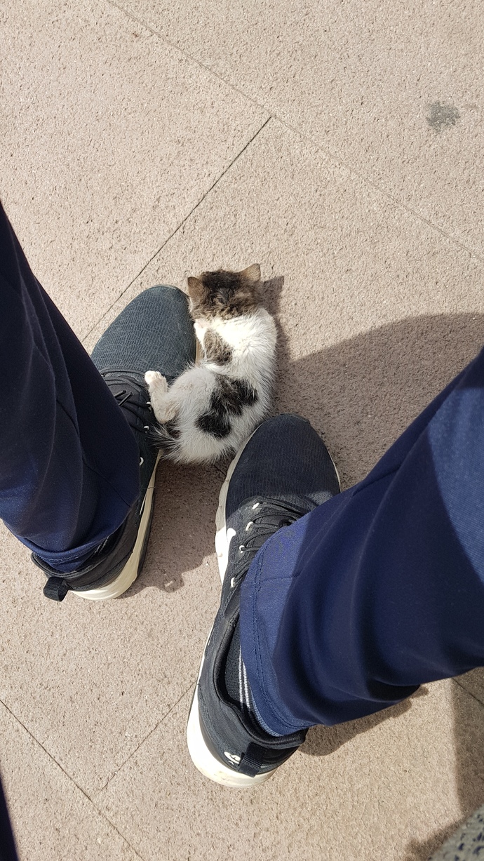 Kedi fotoğrafı bırakır mısınız?