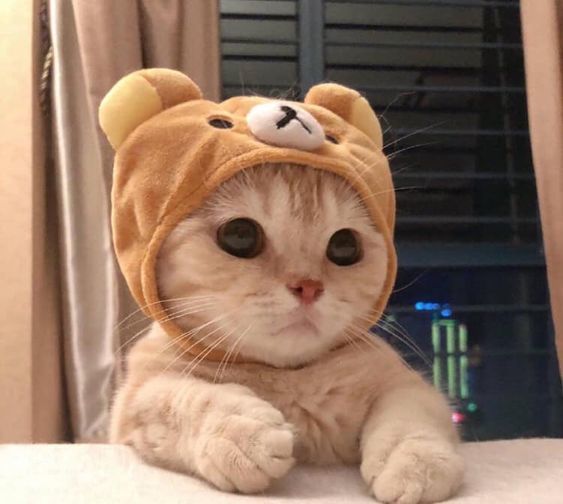 Kedi fotoğrafı bırakır mısınız?