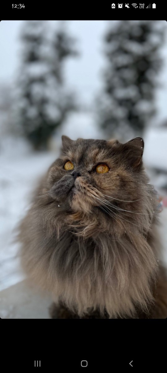 Kedi fotoğrafı bırakır mısınız?