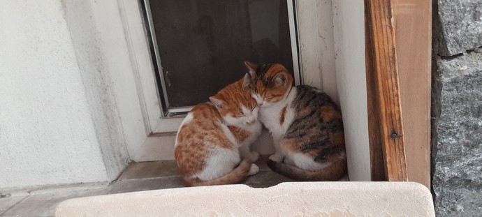 Kedi fotoğrafı bırakır mısınız?