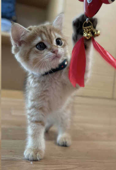 Kedi