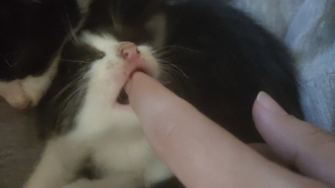Kedi fotoğrafı bırakır mısınız?