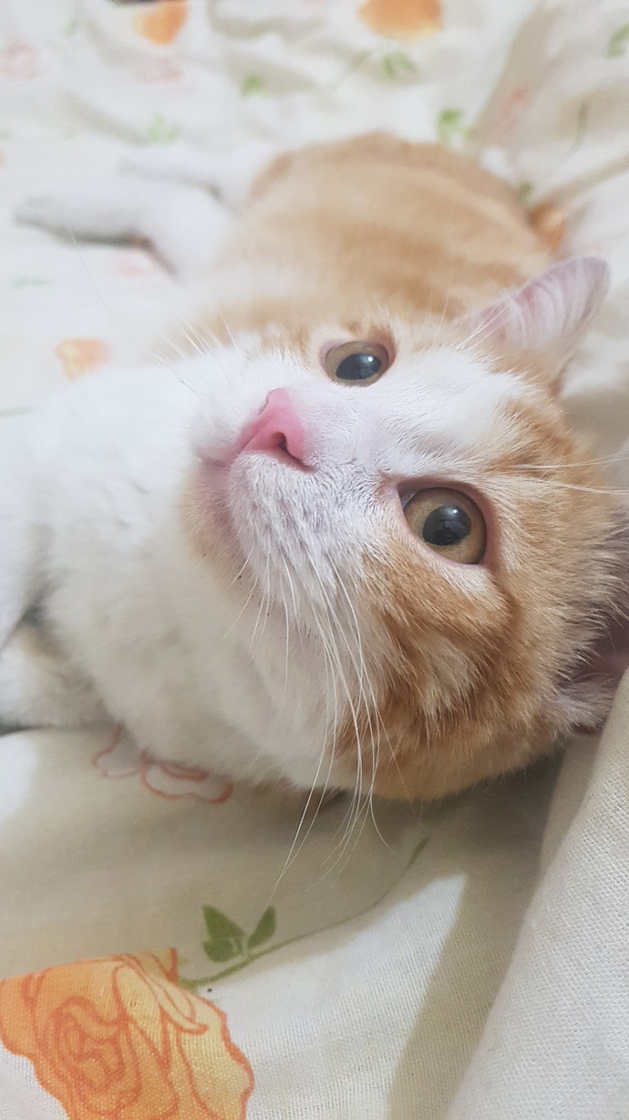 Kedi fotoğrafı bırakır mısınız?