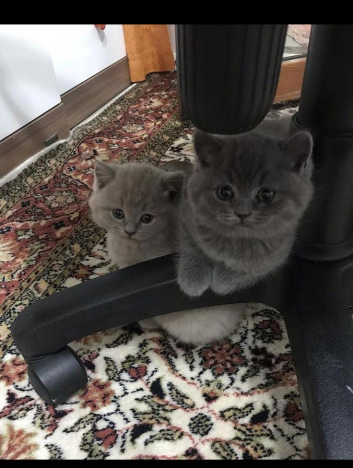 Kedi fotoğrafı bırakır mısınız?