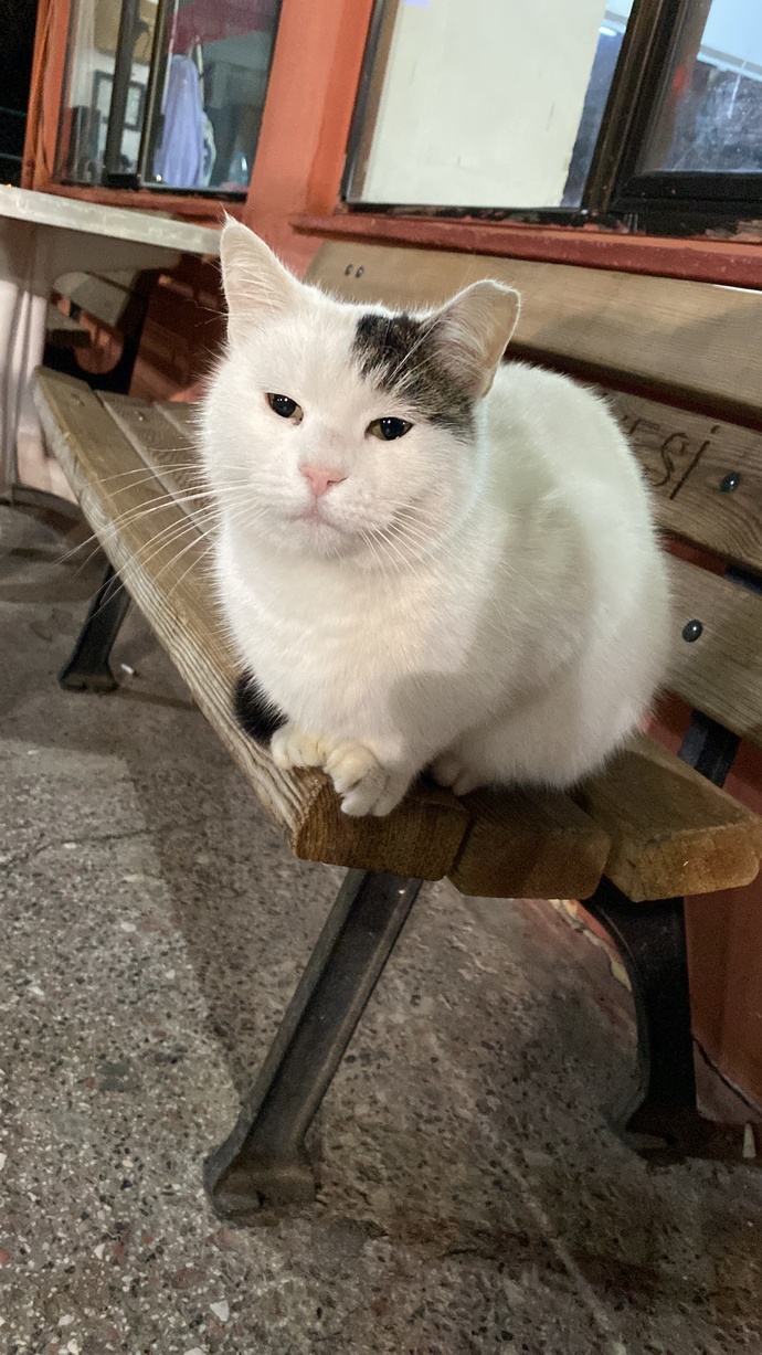 Kedi fotoğrafı bırakır mısınız?