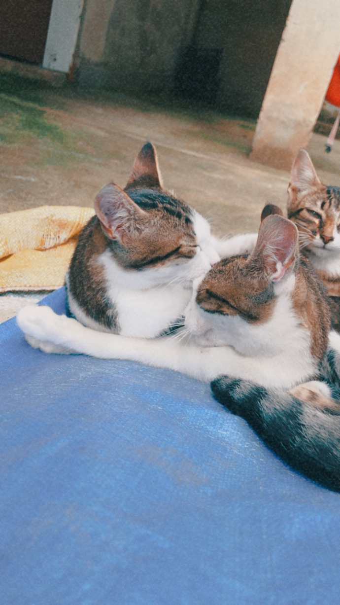 Kedi fotoğrafı bırakır mısınız?