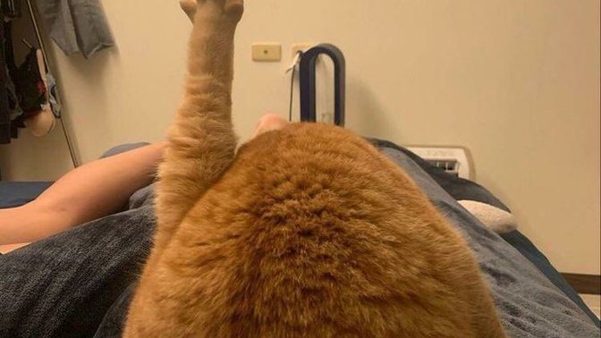 Kedi fotoğrafı bırakır mısınız?