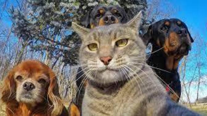 Kedi insanı mısınız köpek mi?