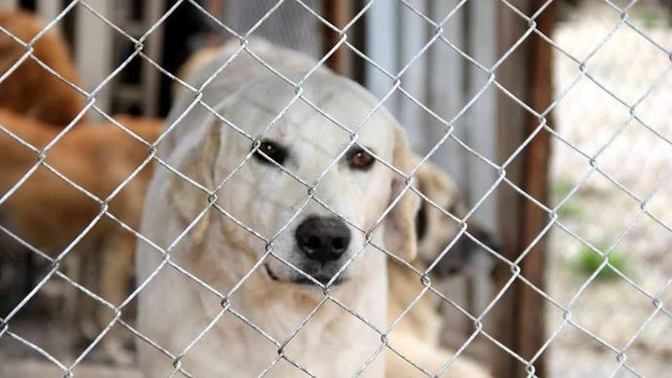Köpeği barınağa bırakırsam ne olur?