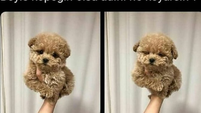 Böyle bir köpeğiniz olsa adını ne koyarsınız?