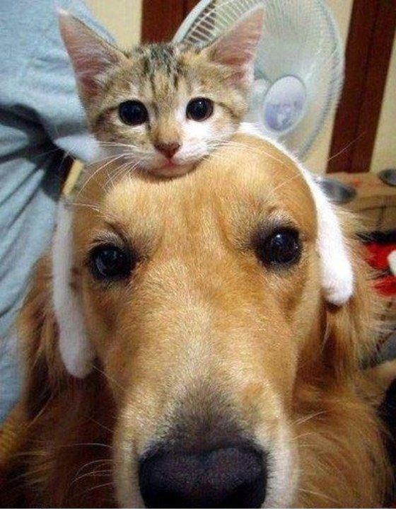 Kedi mi, köpek mi?