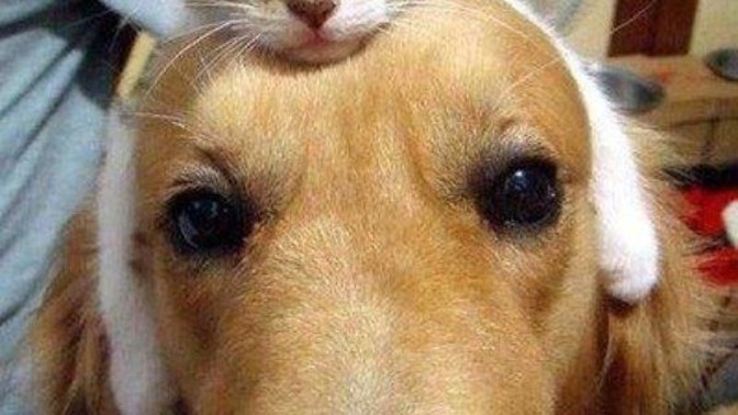 Kedi mi, köpek mi?