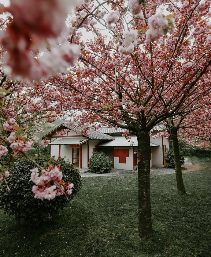 Sakura bahçesi 😍🌸