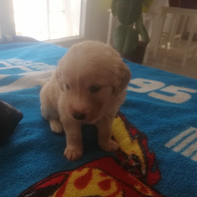 Eşiniz bir gün elinde böyle bir tatlış ile eve gelse tepkiniz ne olurdu?