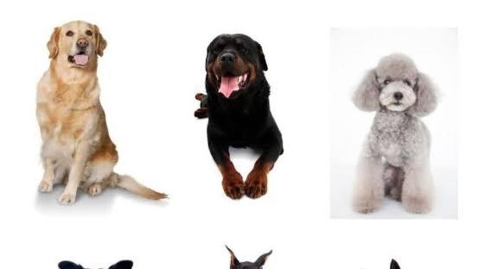 Hangi köpek ırkını seviyorsunuz?