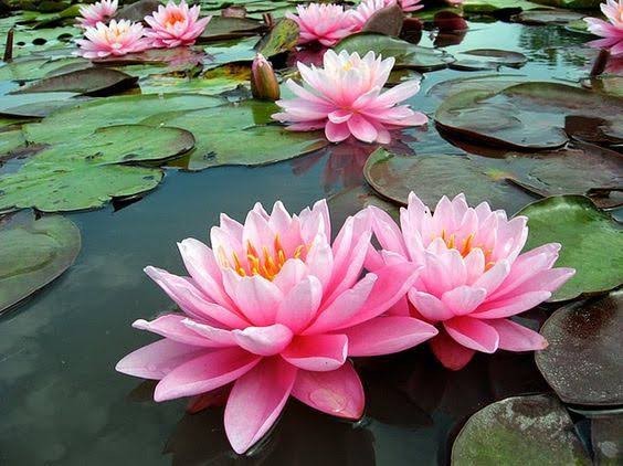 Lotus Çiçeği