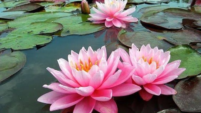 Lotus Çiçeği Sizce de Harika Değil Mi?
