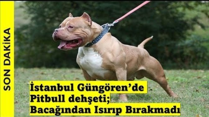 İstanbul Güngören'de Pitbull dehşeti yaşandı. Pitbull besler misiniz?