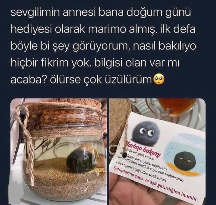 Milletin kaynanası marimo alırken bizimkiler neden düşman gibi davranıyor?
