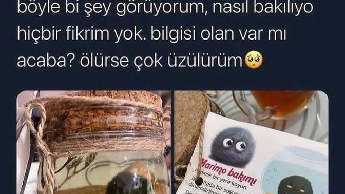 Milletin kaynanası marimo alırken bizimkiler neden düşman gibi davranıyor?