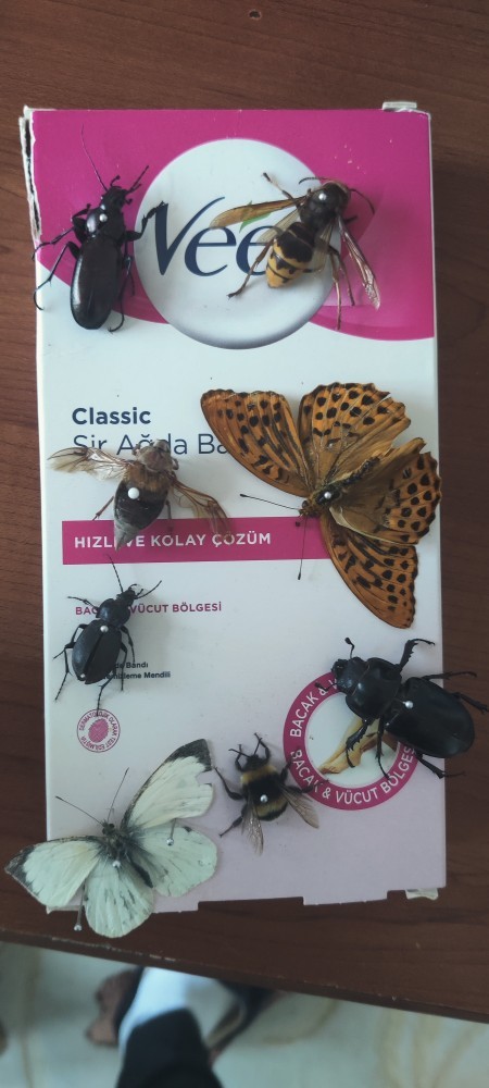 Böcek koleksiyonu yapıyorum güzellermi?