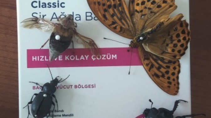 Böcek koleksiyonu yapıyorum güzellermi?